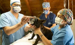 Veterinari preparano un cane per un intervento. Un buon assistente veterinario stipendio è meritato per questo lavoro.