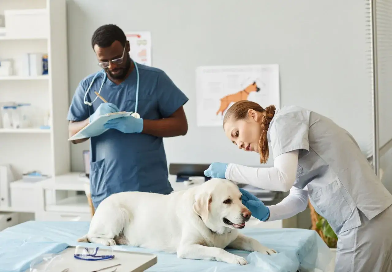 Veterinari esaminano un cane. Uno scrive appunti, l'altra accarezza il cane. Il lavoro di assistente veterinario stipendio è gratificante.