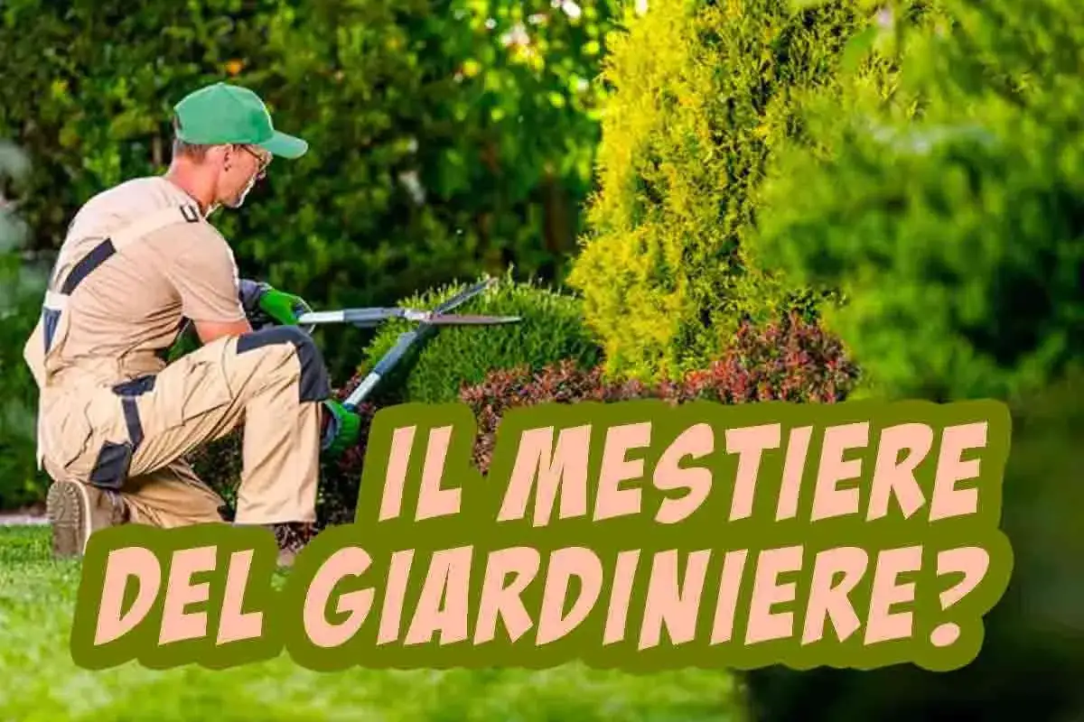 Un giardiniere pota cespugli in un giardino lussureggiante. Scopri quanto guadagna un giardiniere per questo lavoro.