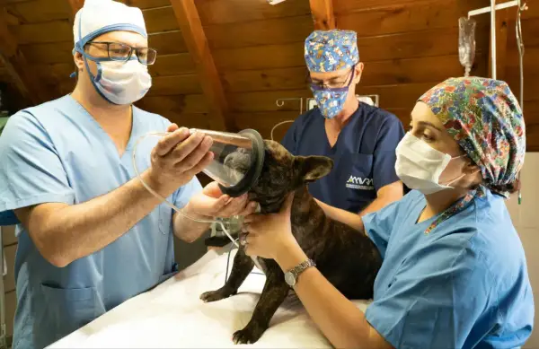 Veterinari preparano un cane per un intervento. Un buon assistente veterinario stipendio è meritato per questo lavoro.